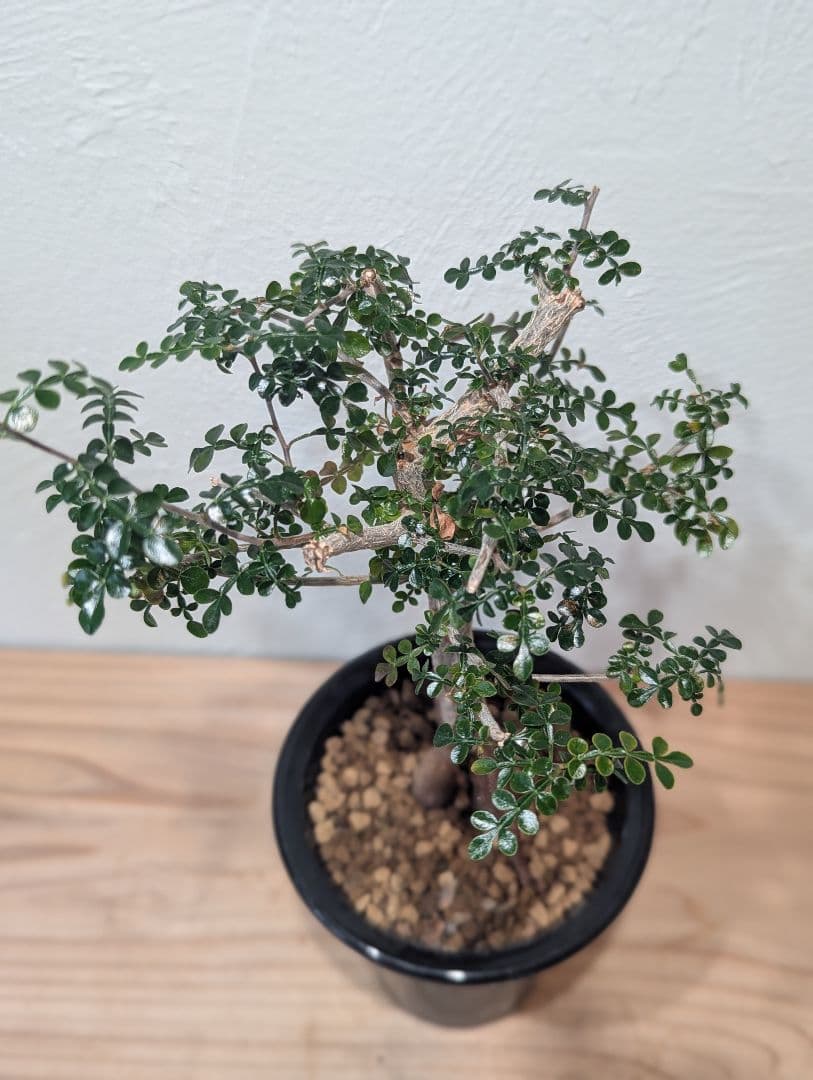 オペルクリカリア デカリー Operculicarya decaryi