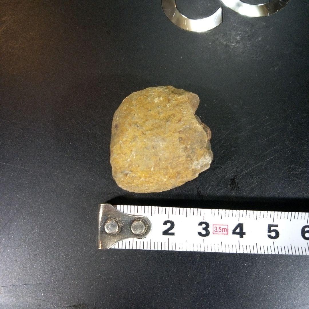 三葉虫　化石　fossil　ボリビア産　トライロバイト　三葉虫個体⑥