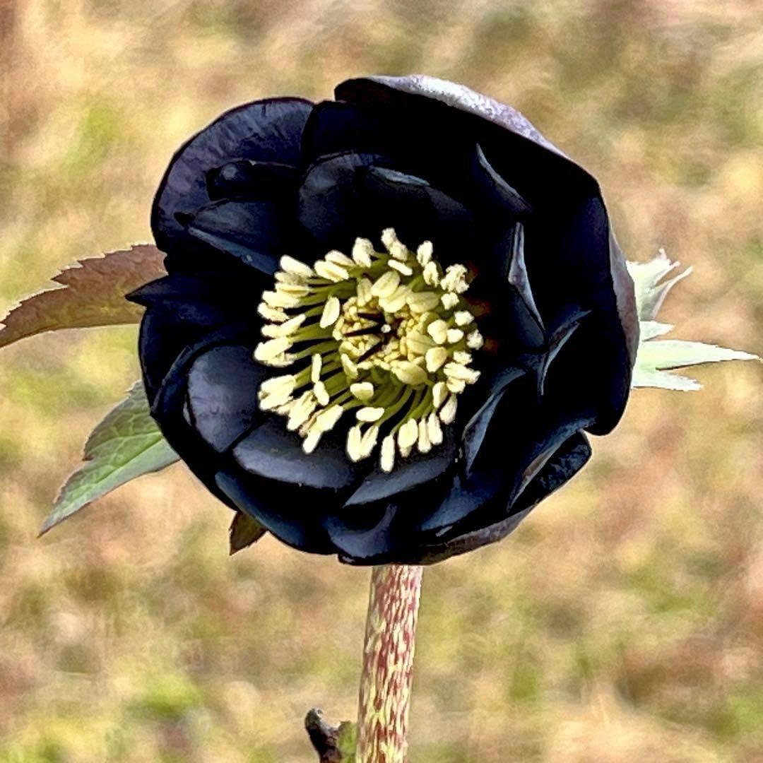 ガ*ル様 ☘️限定1株☘️未株分け☘️極上☘️3352⭐️真ブラック⭐️激スレー