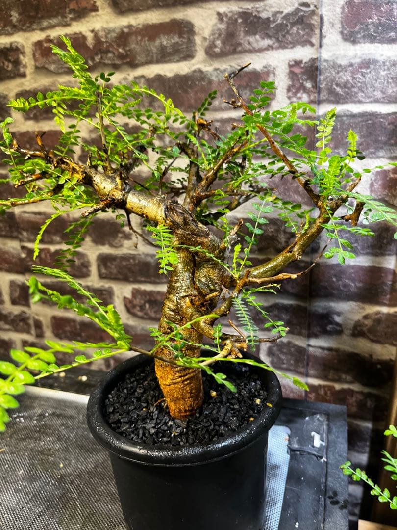 クリスマスセール現地球　ボスウェリアネグレクタ