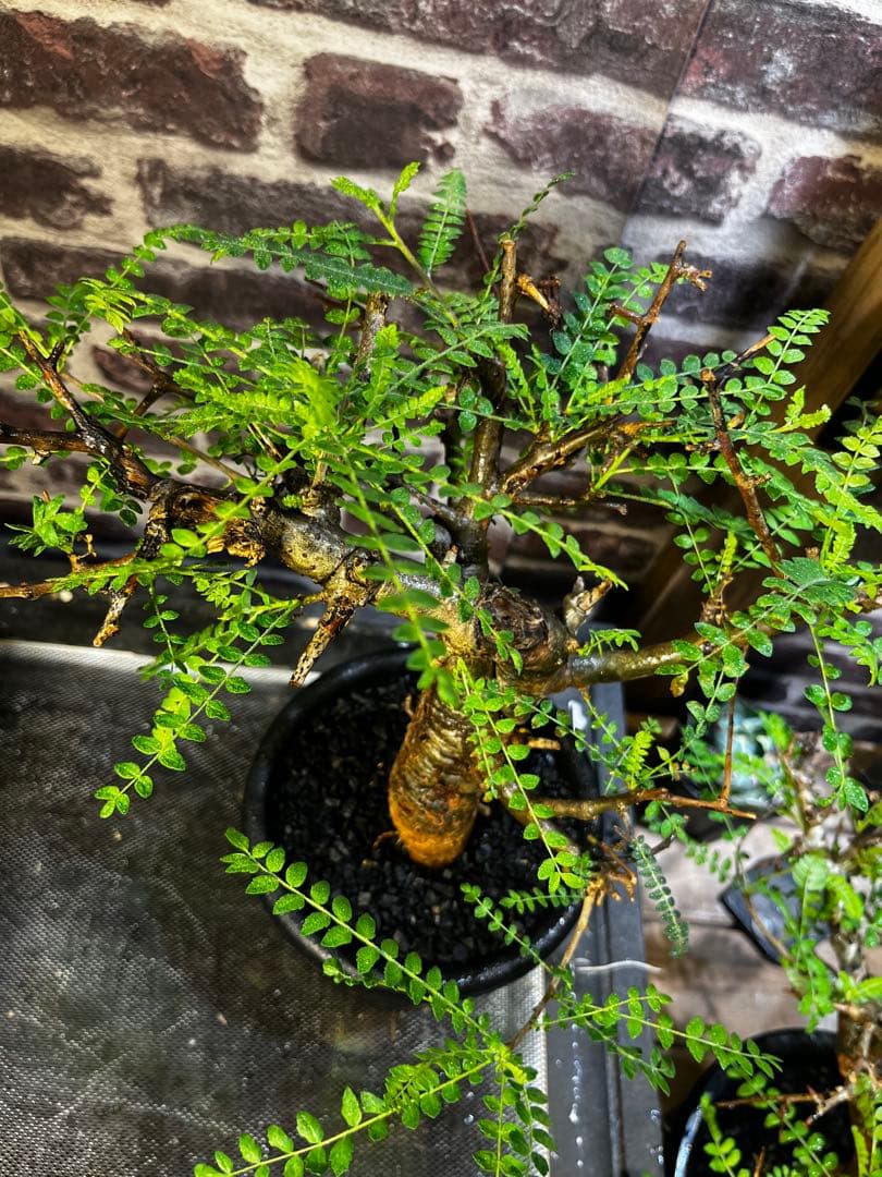 クリスマスセール現地球　ボスウェリアネグレクタ