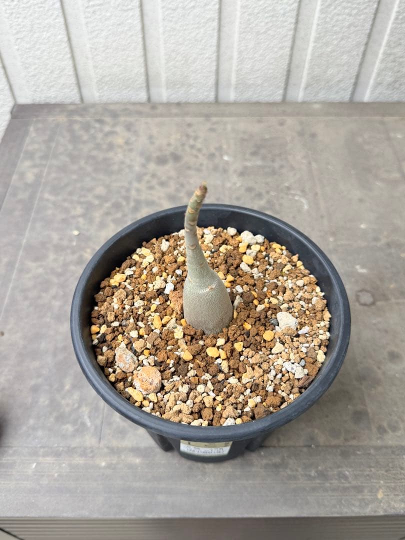 アデニウム アラビカム Adenium