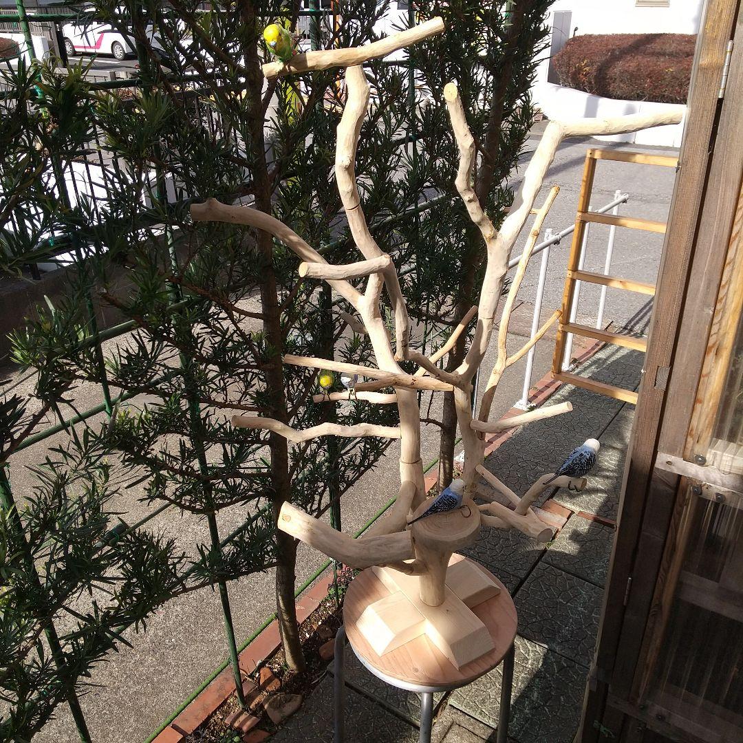 インコバードアスレチックジム楽園シリーズ⑤