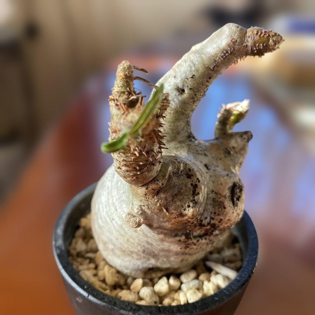 グラキリス多頭 現地球