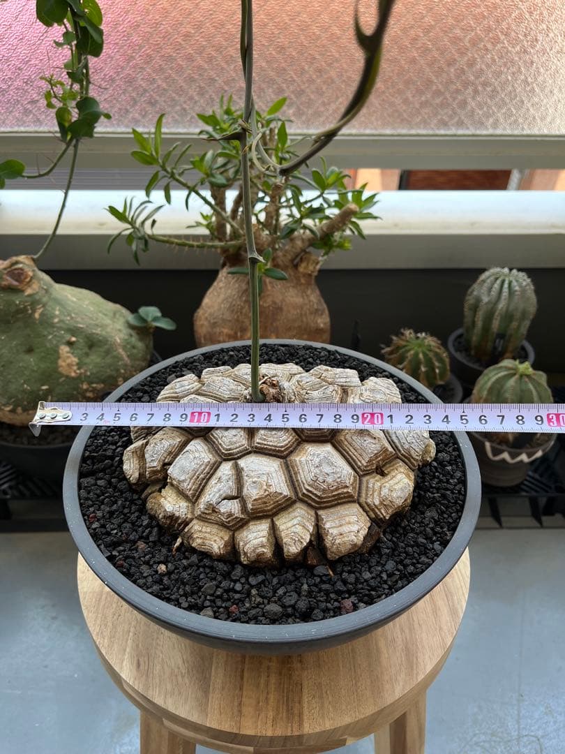 最終値下げ メキシコ亀甲竜　現地球　美株