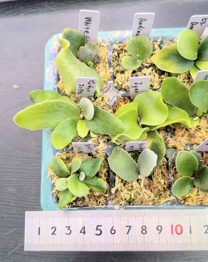 ビカクシダ、育苗トレー12個セット③Robin①Cgoul4711