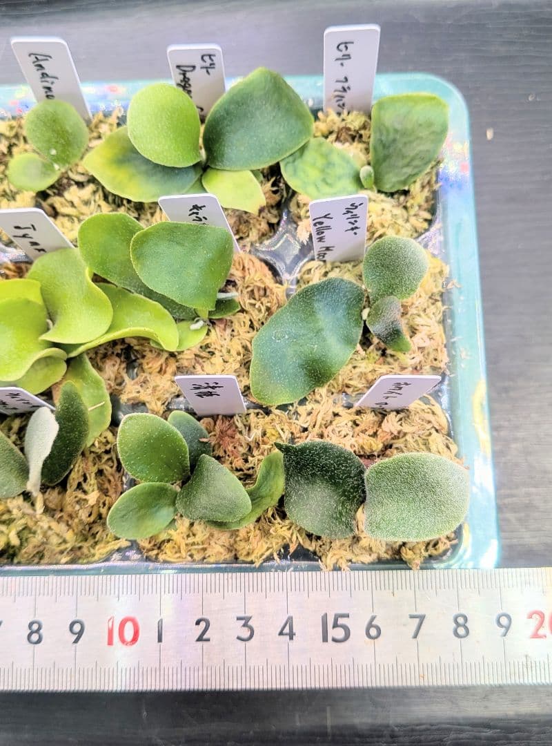 ビカクシダ、育苗トレー12個セット③Robin①Cgoul4711