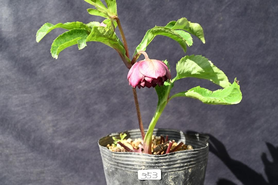 認定！！キラメキディープレッド　クリスマスローズ　加藤農園