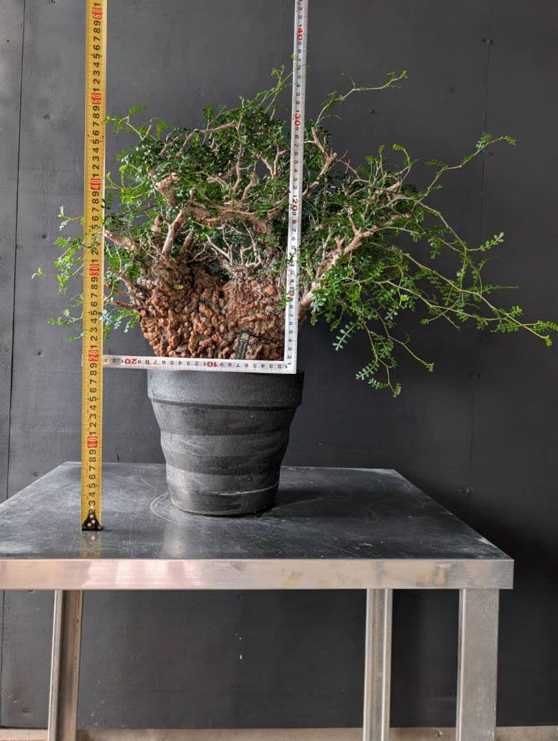 オペルクリカリアパキプス 発根済み 発根管理 塊根 コーデックス ベアルート