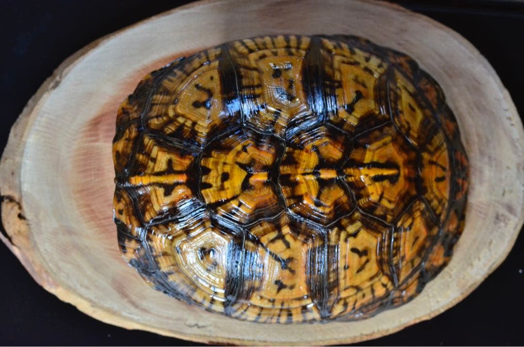 トウブハコガメ骨格標本(甲羅) 黄色系　剥製　爬虫類