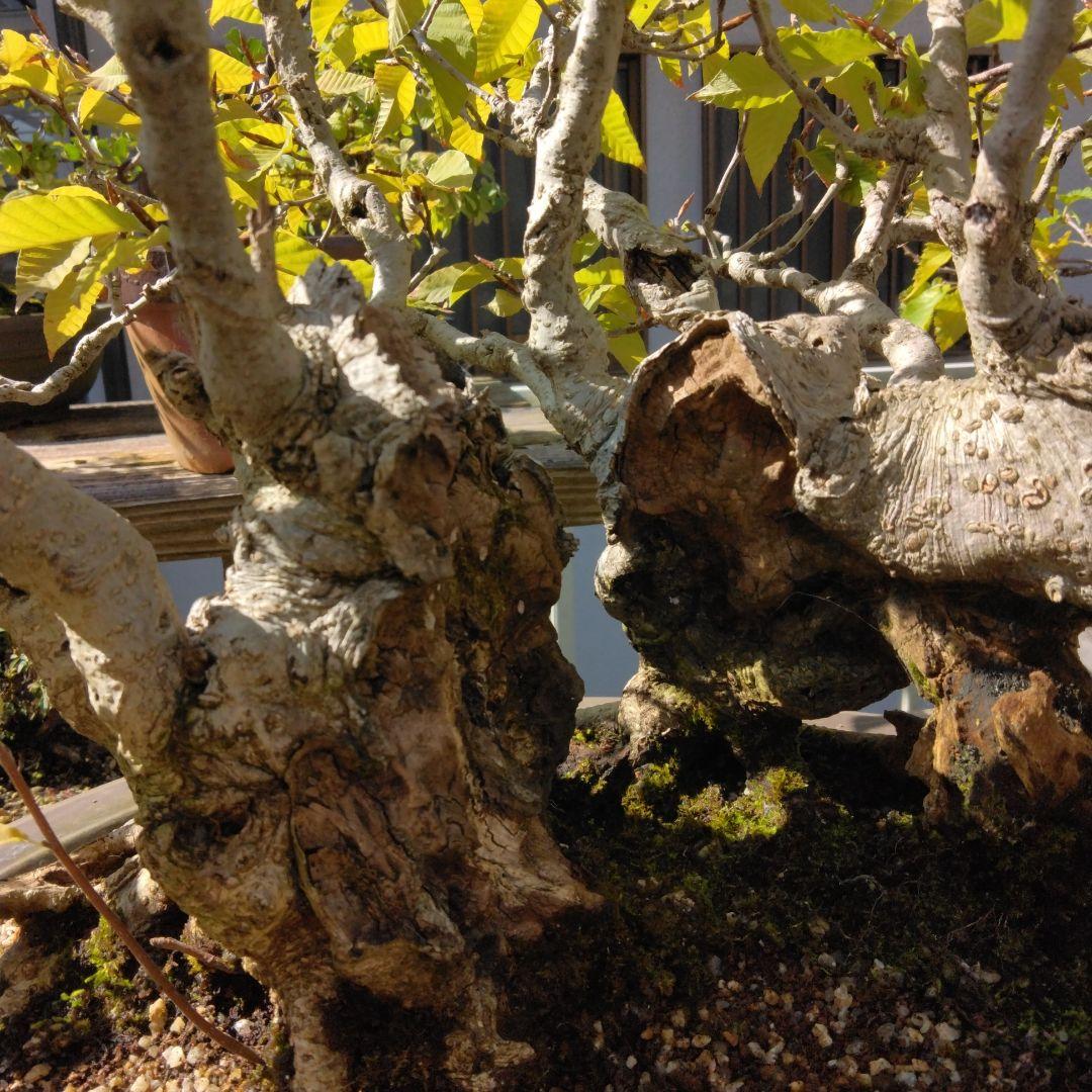 ブナ（山取)　特別価格　　撮影日2023,10,26日