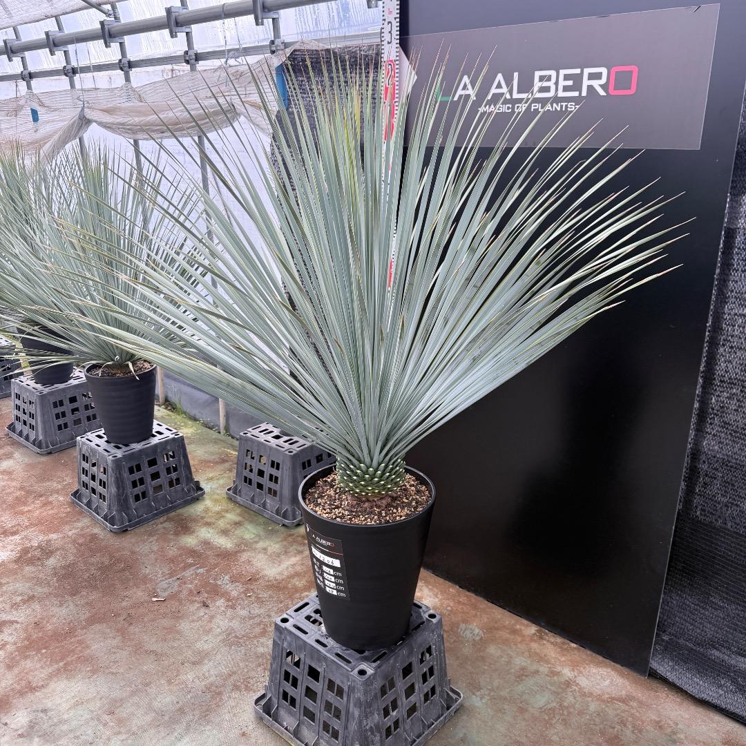 【AL1206】ユッカ　ロストラータ　ランチョブルー（品種名）