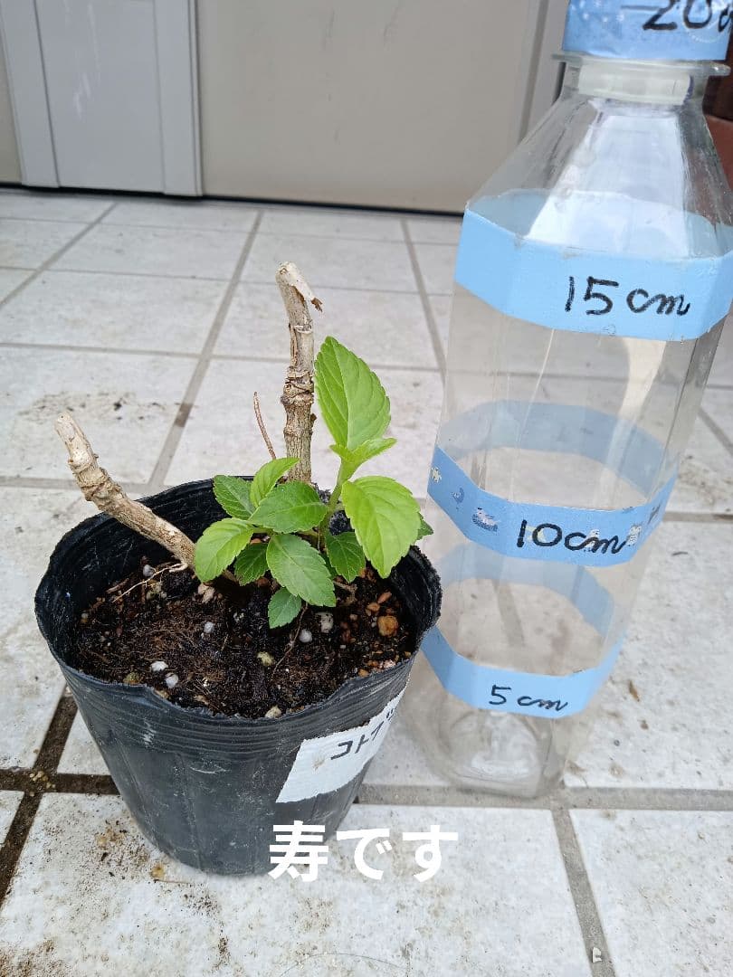確認用  花苗