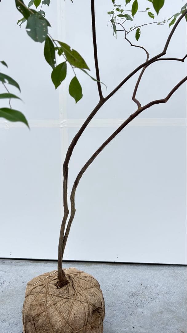 希少 山採り 曲がりの美しい シャシャンボ 695 樹高1.4m位 シャシャンポ