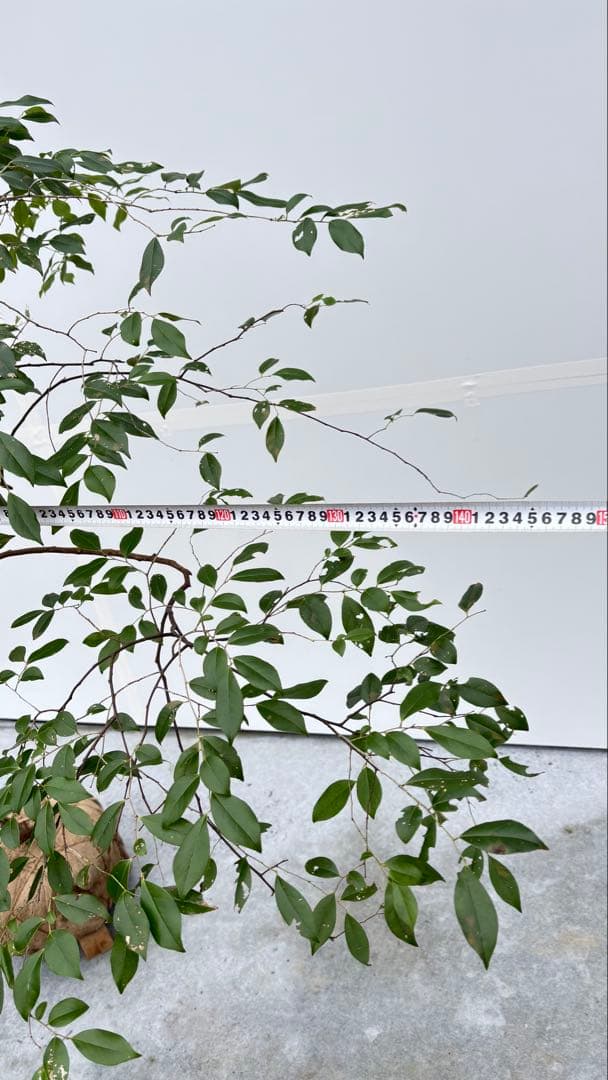 希少 山採り 曲がりの美しい シャシャンボ 695 樹高1.4m位 シャシャンポ