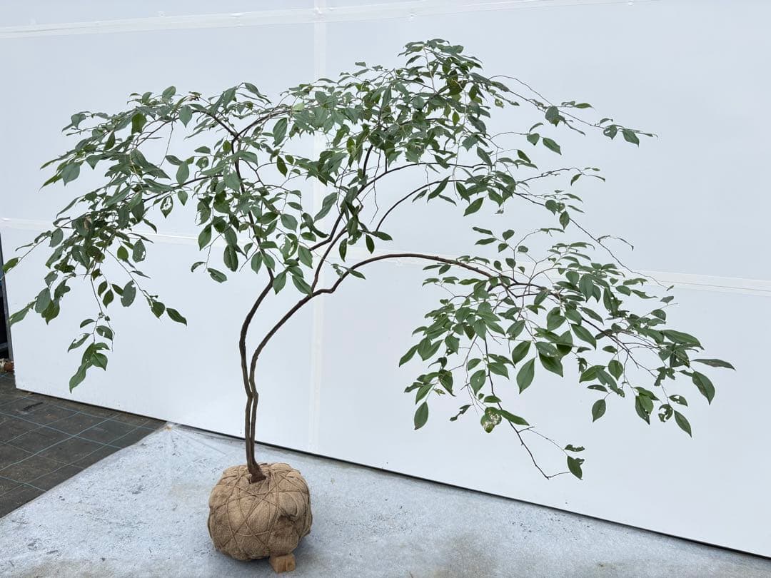 希少 山採り 曲がりの美しい シャシャンボ 695 樹高1.4m位 シャシャンポ