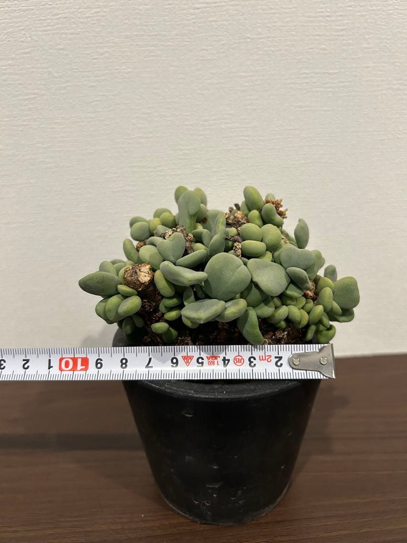 ケラリア　ピグマエア　発根済み