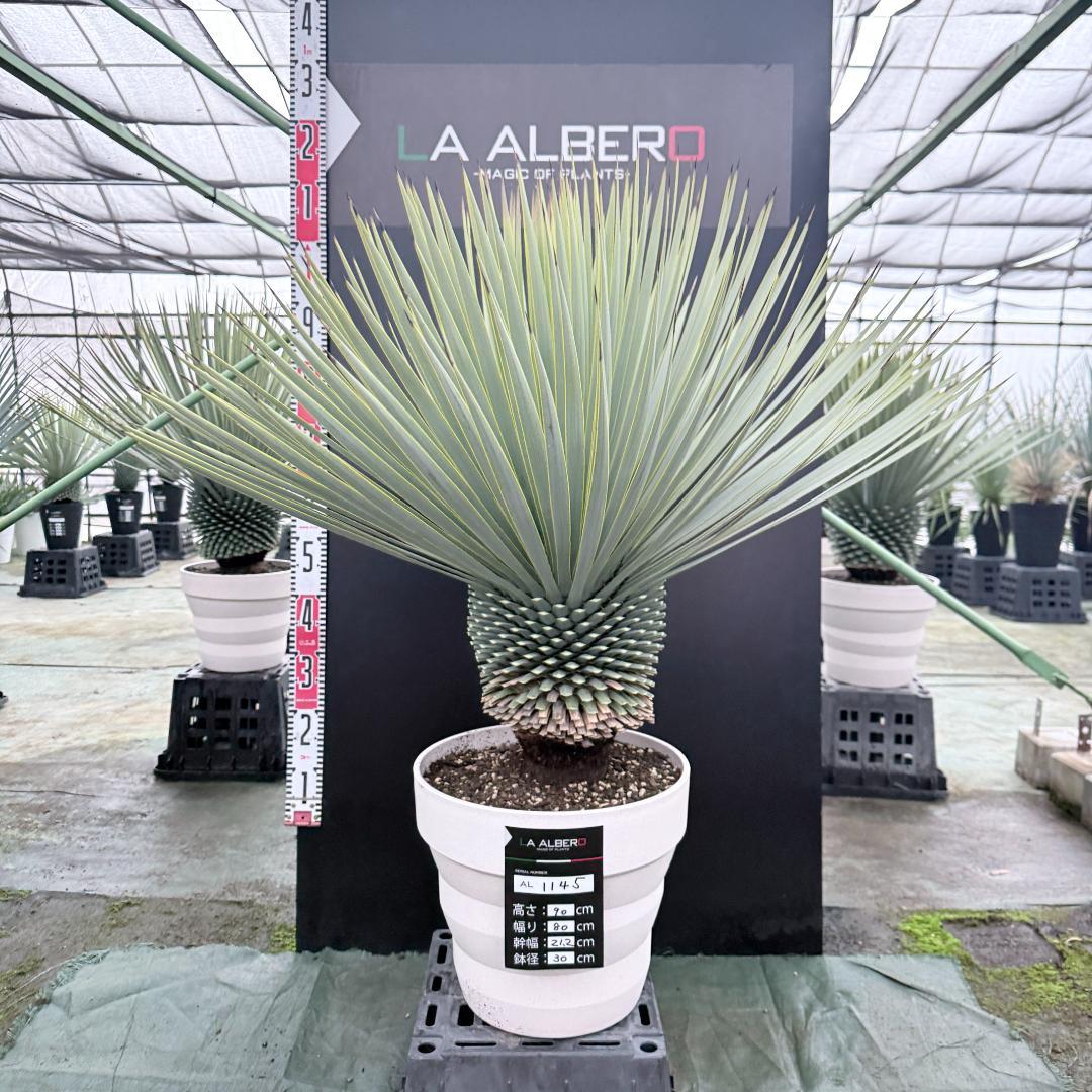 【AL1145】ユッカ　ロストラータ　ホワイト個体　【ALBEROホワイト祭り】
