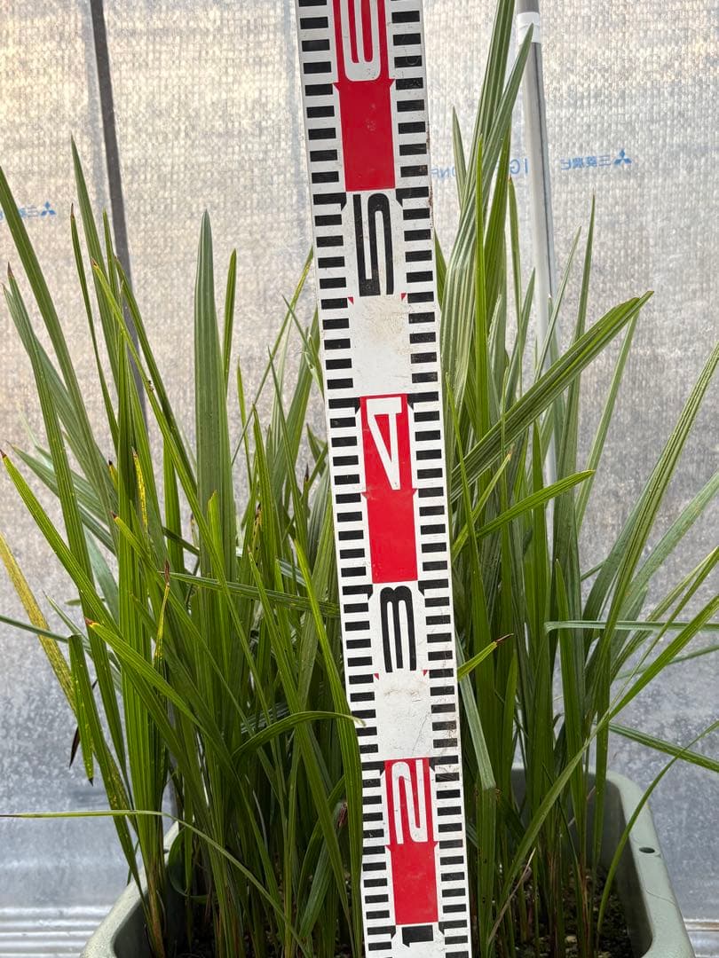 ココスヤシ　98本以上　ロストラータ