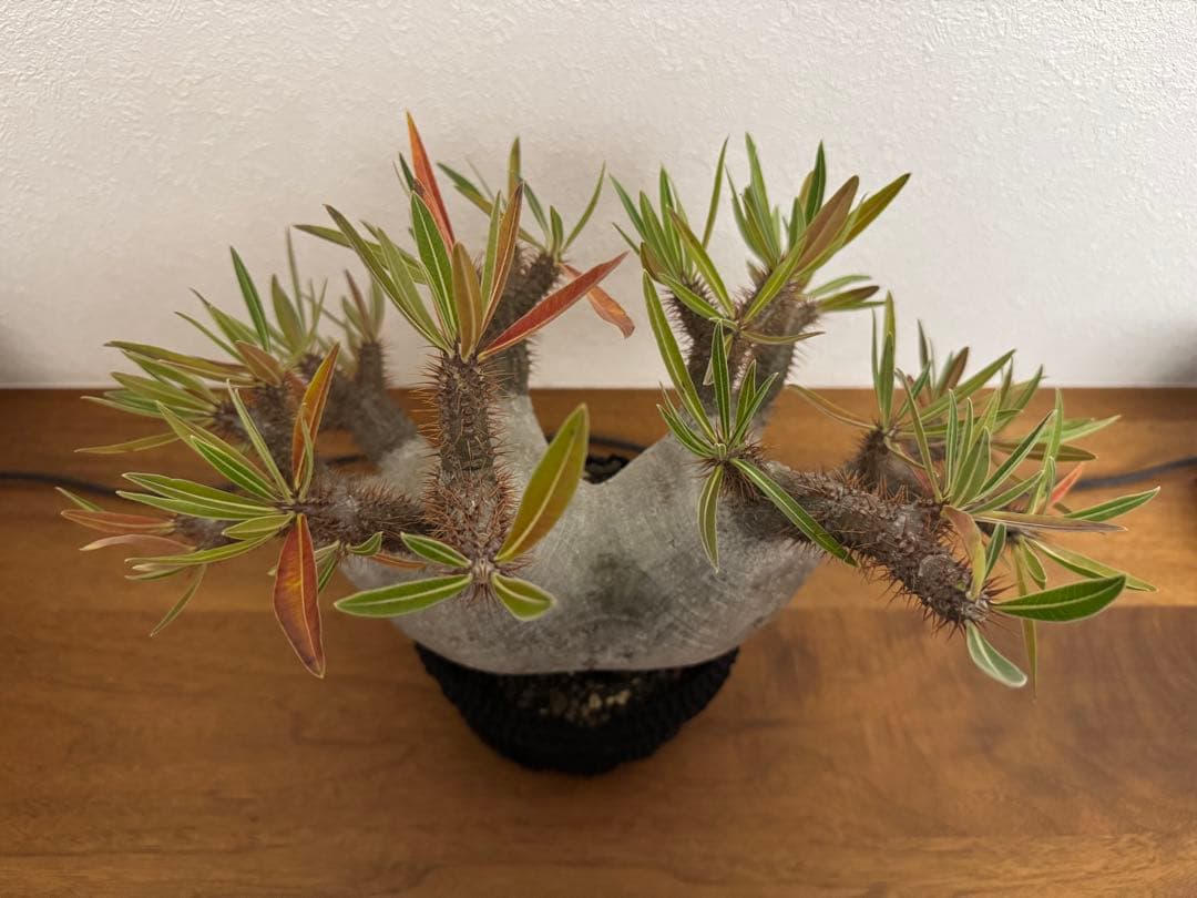 パキポディウム　グラキリス　現地球　コーデックス　塊根植物　D.I.P.