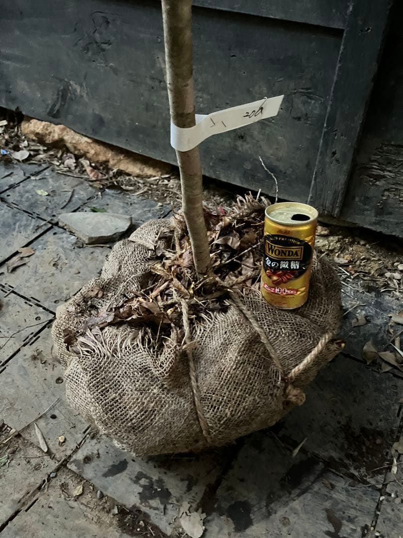 200 山採り　マンサク