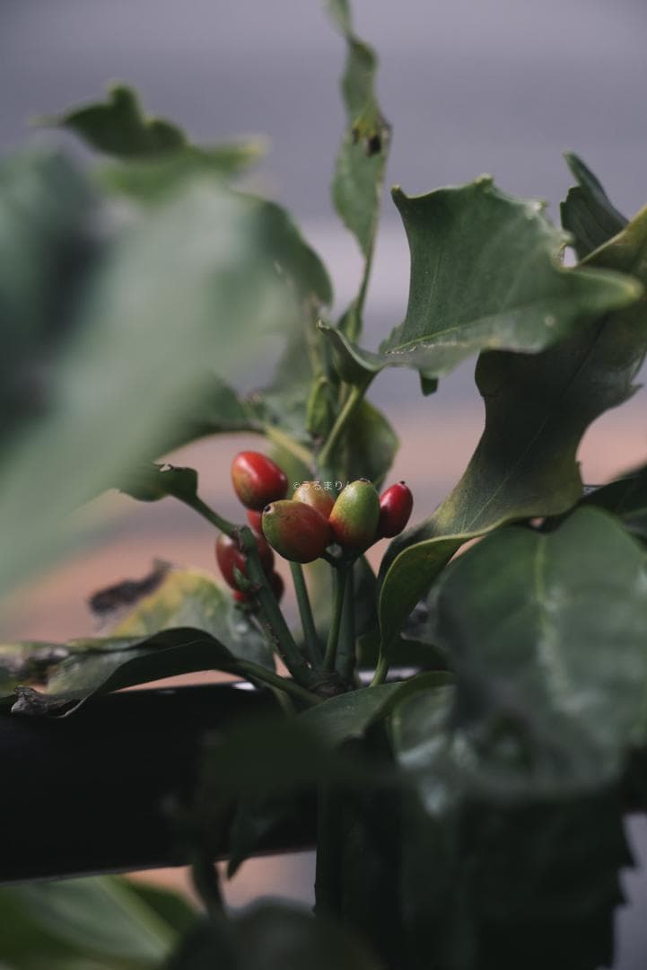 極美品！貴重な黒モデル！Leica Elmar 90mm F4 Black