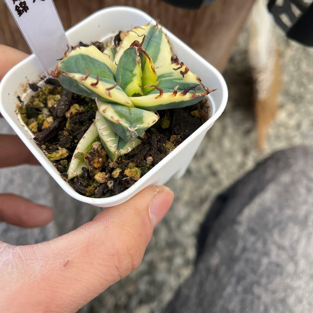 U*R様 アガベ魔丸錦黄覆輪斑入り抜き苗発送