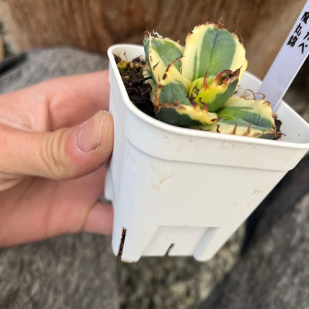 U*R様 アガベ魔丸錦黄覆輪斑入り抜き苗発送