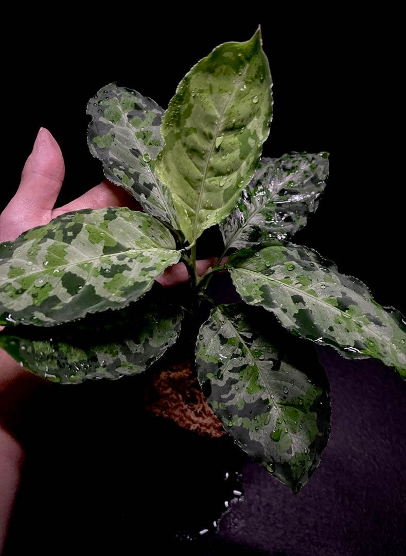 ◆RGL◆ 現物 現地便です 南スマトラ産 アグラオネマピクタム マルチカラー