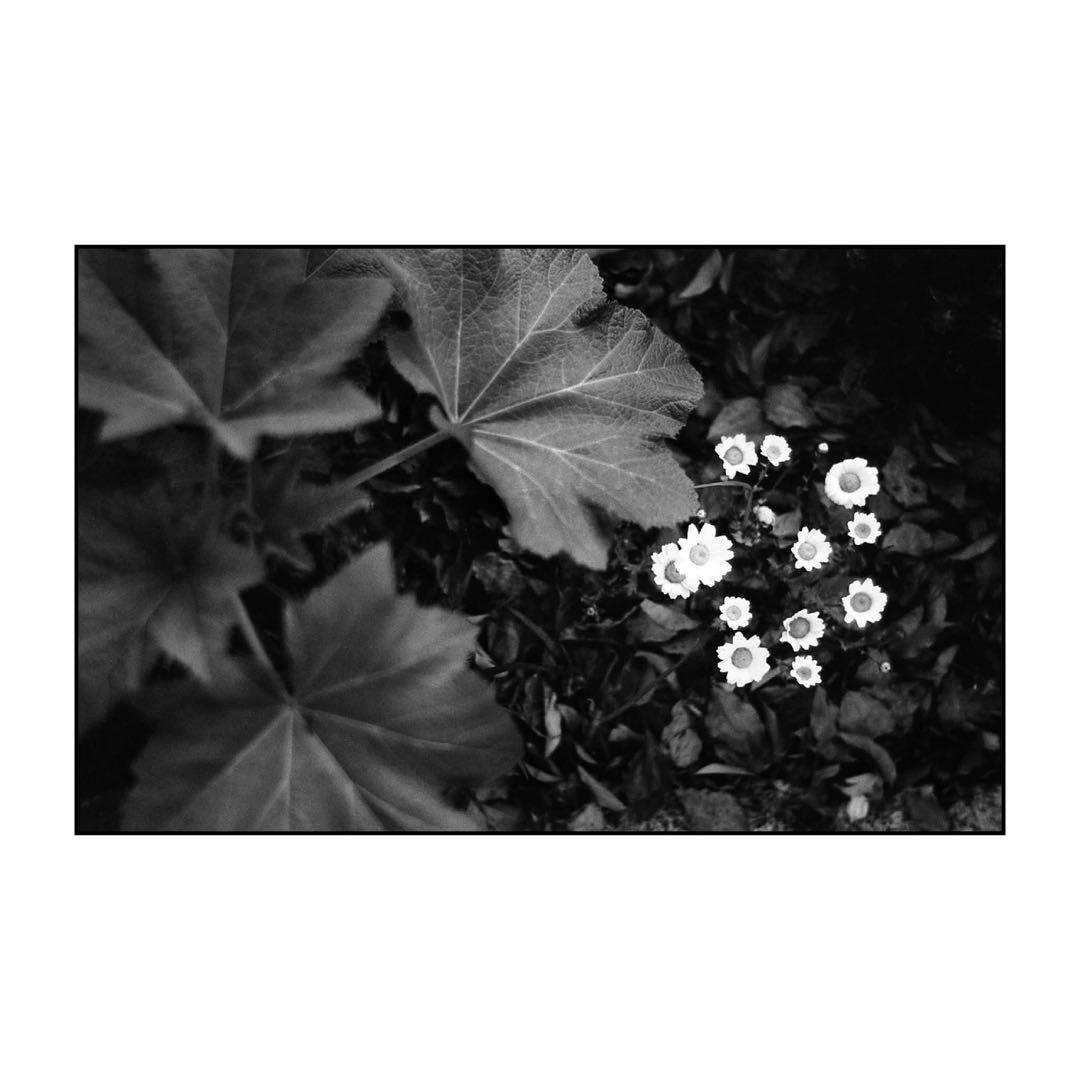 ツァイスイコン ゾナー50mm f2 Cマウント