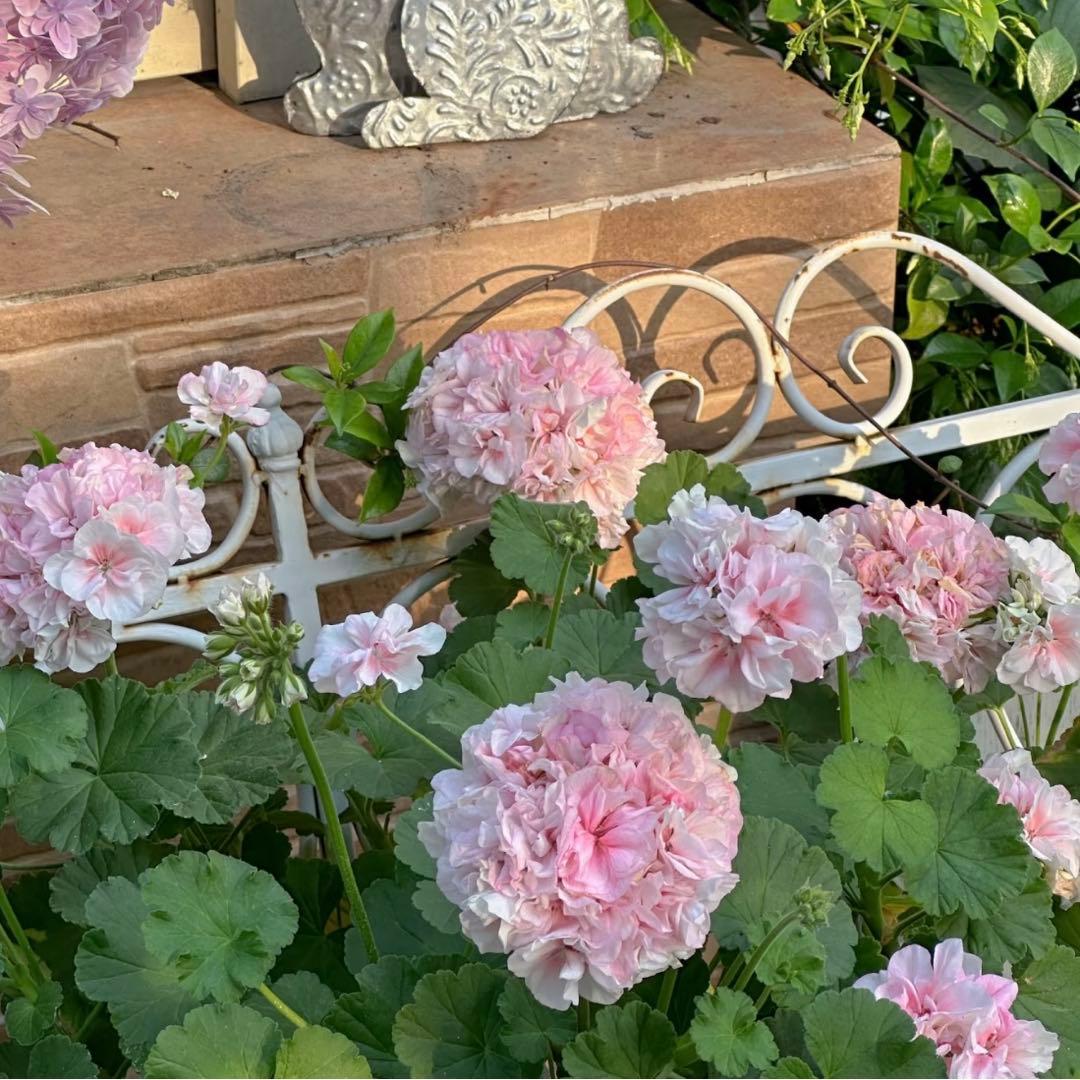 リピーター割引　日本初海外品種ゼラニウム　希少品種ゼラニウムR