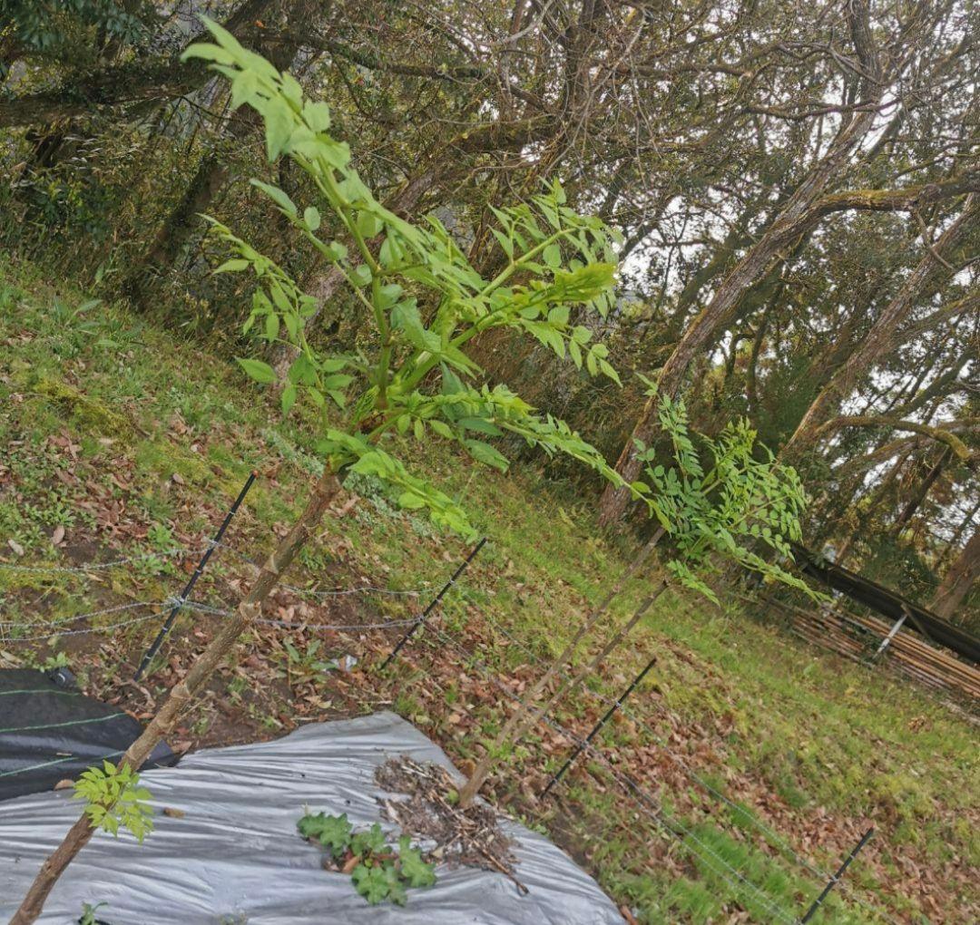 ※超特盛大量割引※最後まで読むとプレゼント　熊本県阿蘇産棘なしタラの根　400本