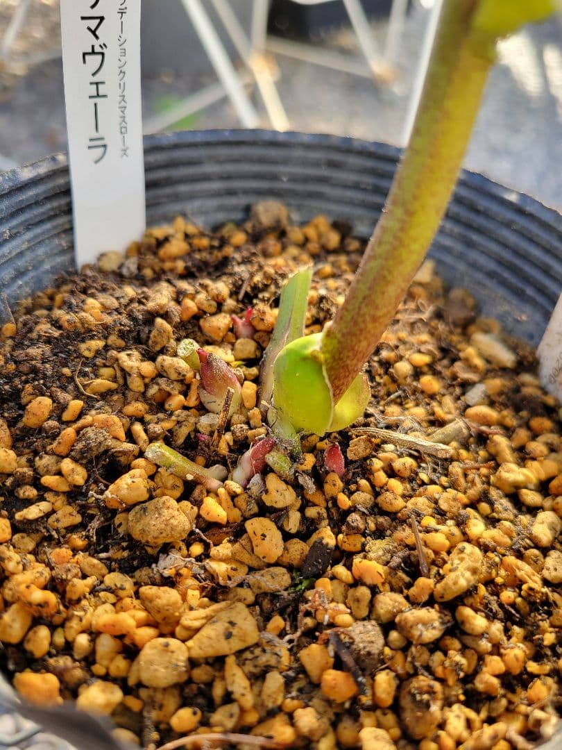 プリマヴェーラ　加藤農園