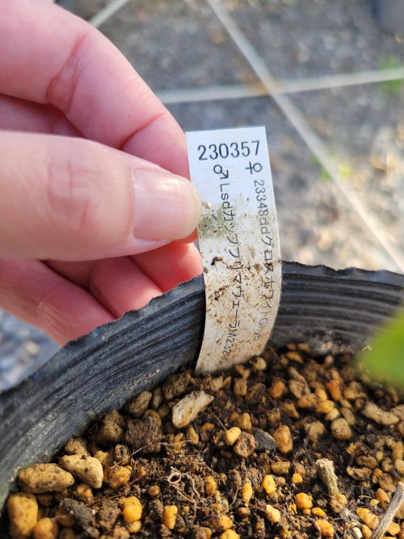 プリマヴェーラ　加藤農園