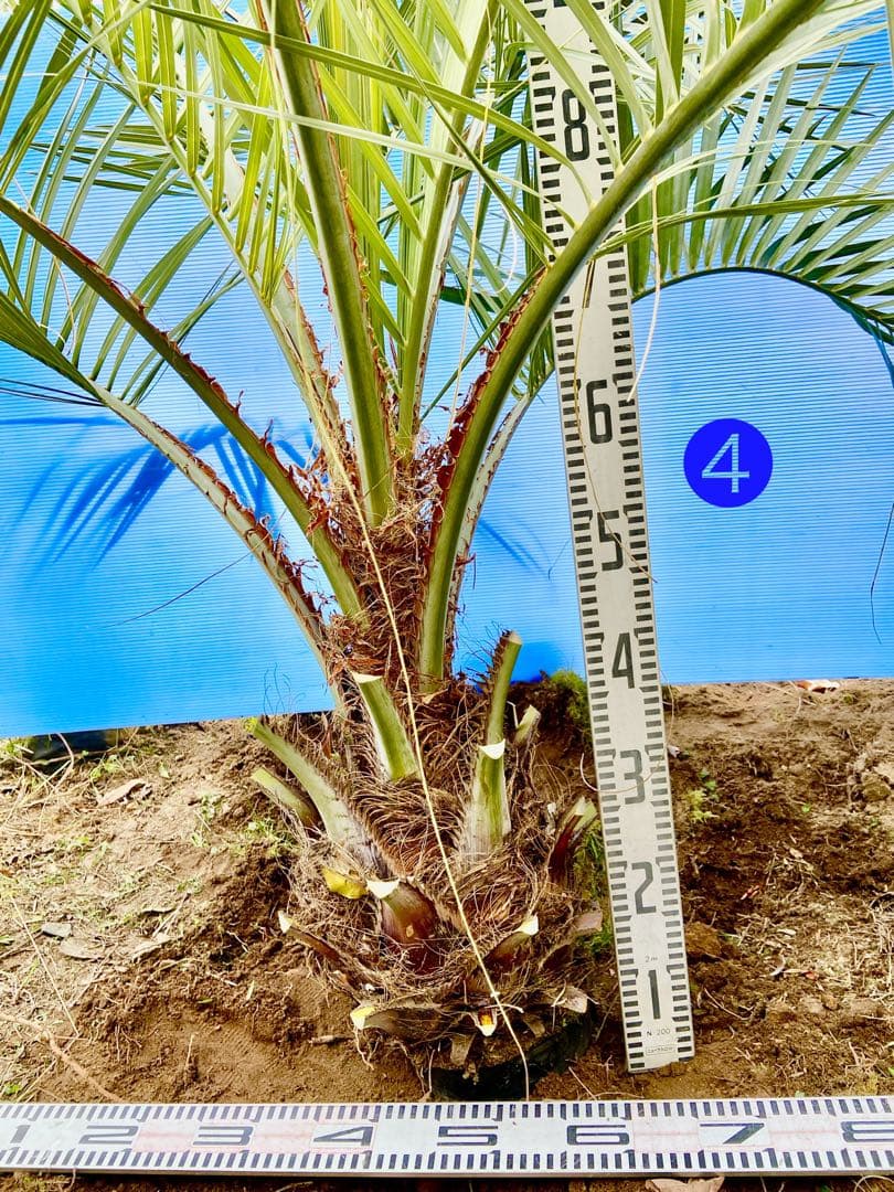 タイムサービス❹ココスヤシ 超耐寒性　シンボルツリー