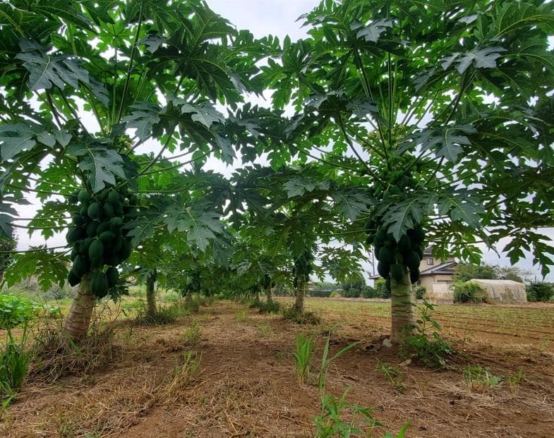 大容量　3500g　(国産・高品質)乾燥パパイヤの茎（無農薬・有機肥料）