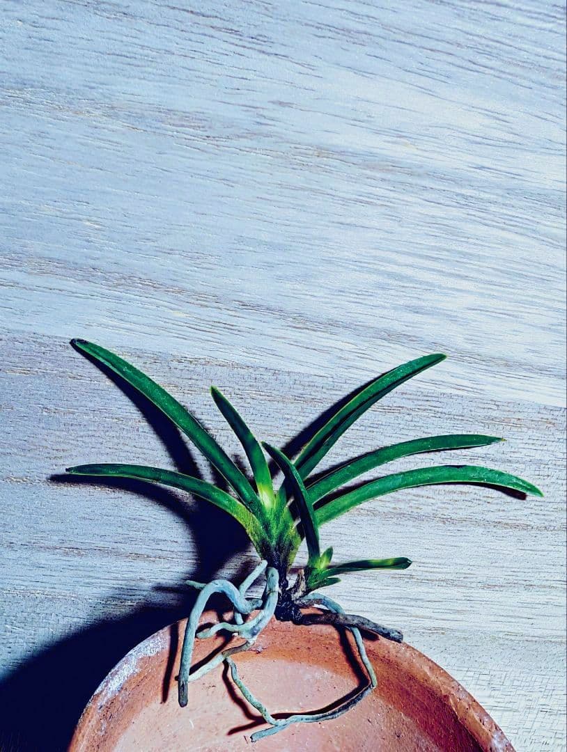 富貴蘭　金牡丹