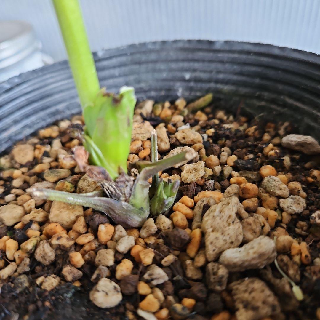 ㉖-358クリスマスローズ