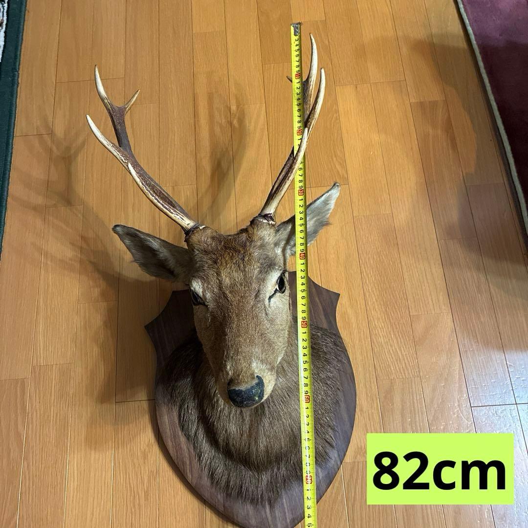 ⭐️鹿ノ剥製　ニホンジカ　壁飾り 本物 リアル⭐️