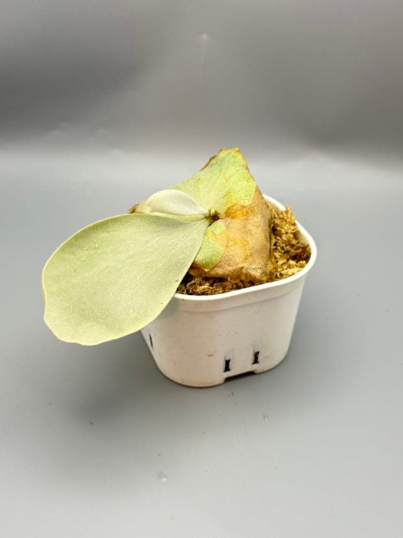 I.S.K　ビカクシダP.willinckii Sirius OC