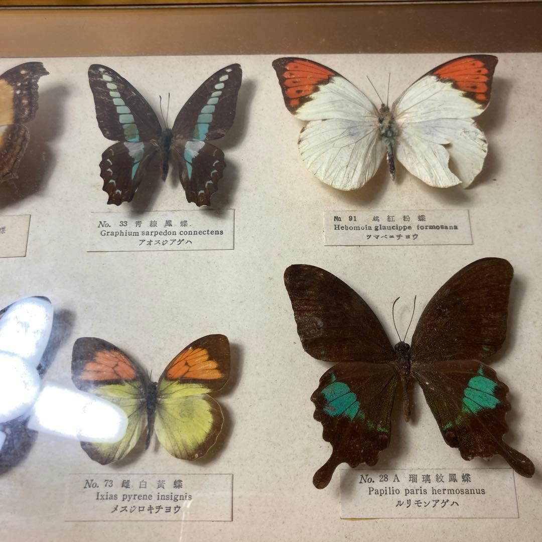 蝶の標本コレクション
