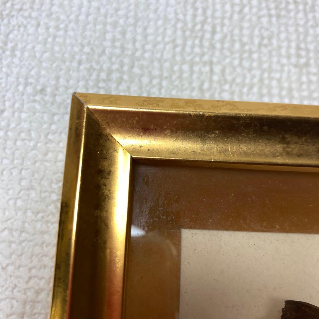 蝶の標本コレクション