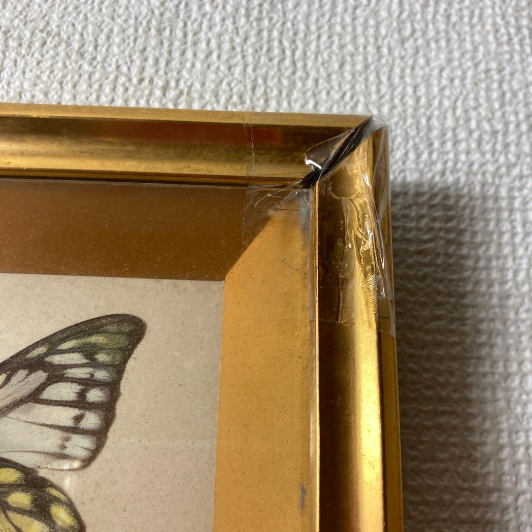 蝶の標本コレクション