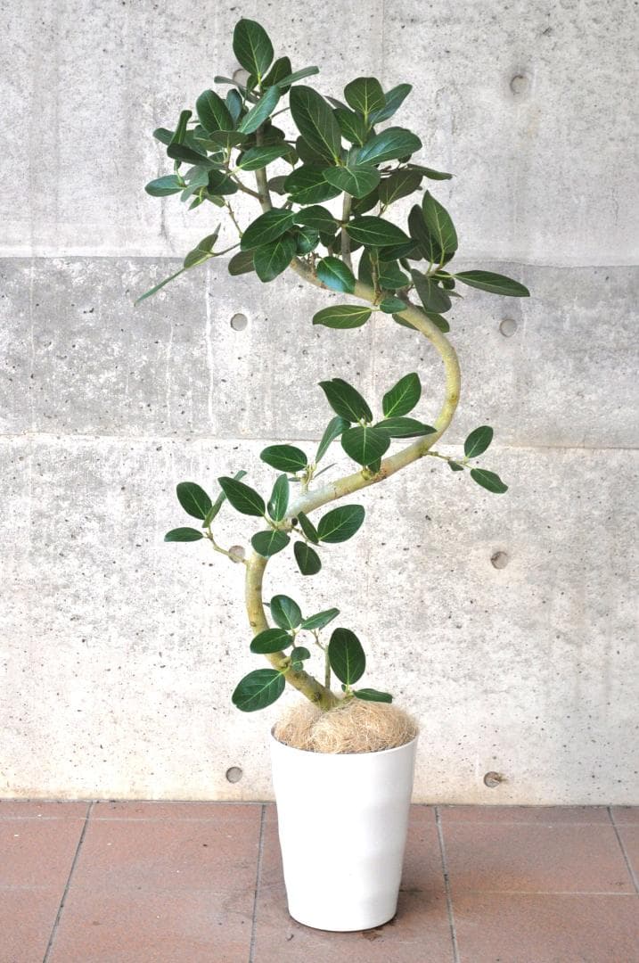 フィカス ベンガレンシス 8号 136cm S-shaped tree form