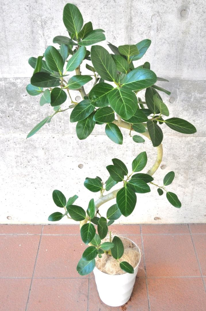 フィカス ベンガレンシス 8号 136cm S-shaped tree form