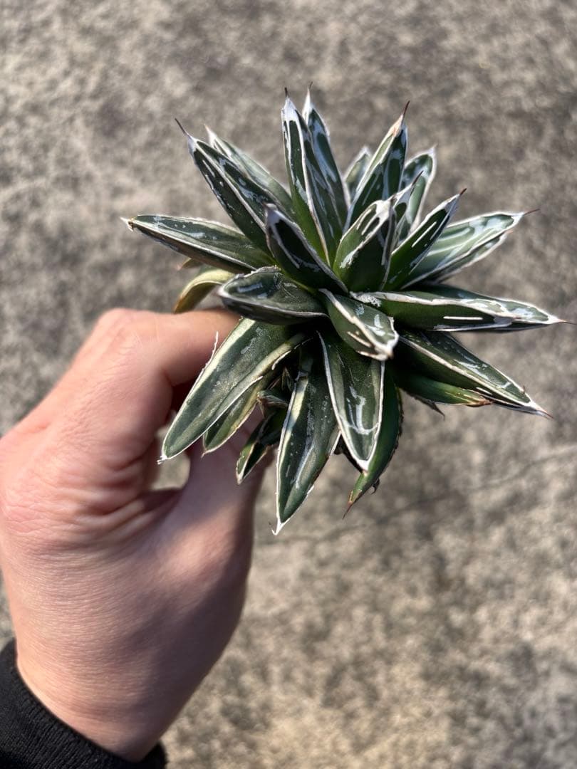 アガベ　笹の雪　白外斑入　子株3個付　極上株