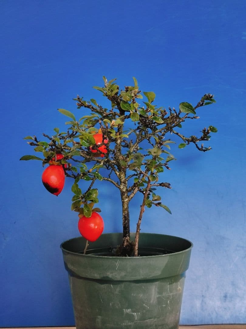 ✿シグナル✿ 老爺柿 メス木 盆栽 観賞用 (E)(G)