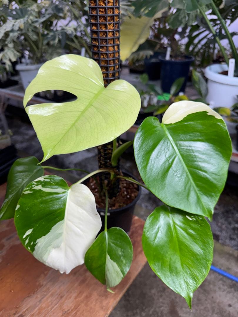 8モンステラ　セブブルー　ミント　鉢モスポール付き