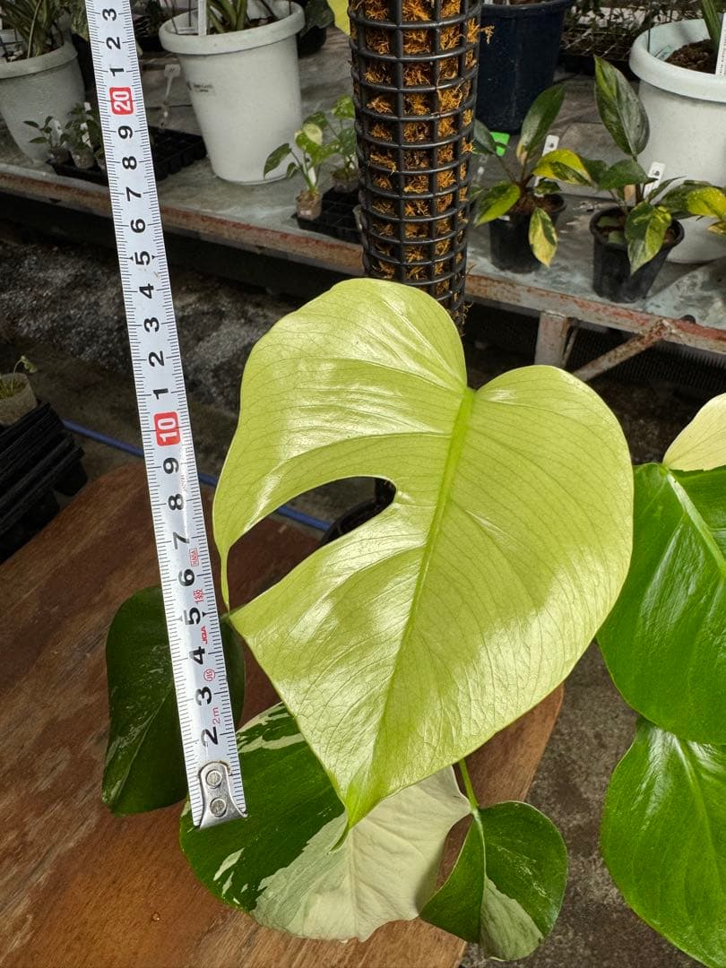 8モンステラ　セブブルー　ミント　鉢モスポール付き