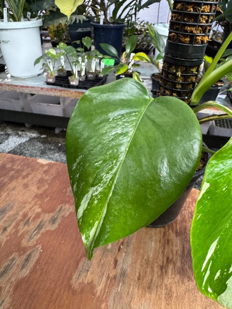 8モンステラ　セブブルー　ミント　鉢モスポール付き